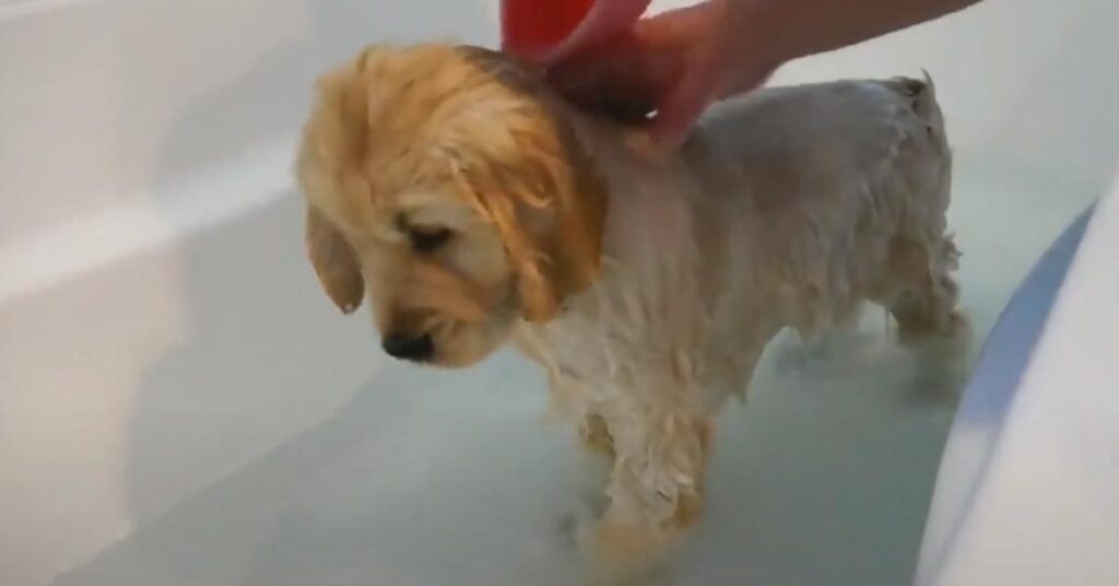 Cucciolo di Golden Retriever fa il bagno