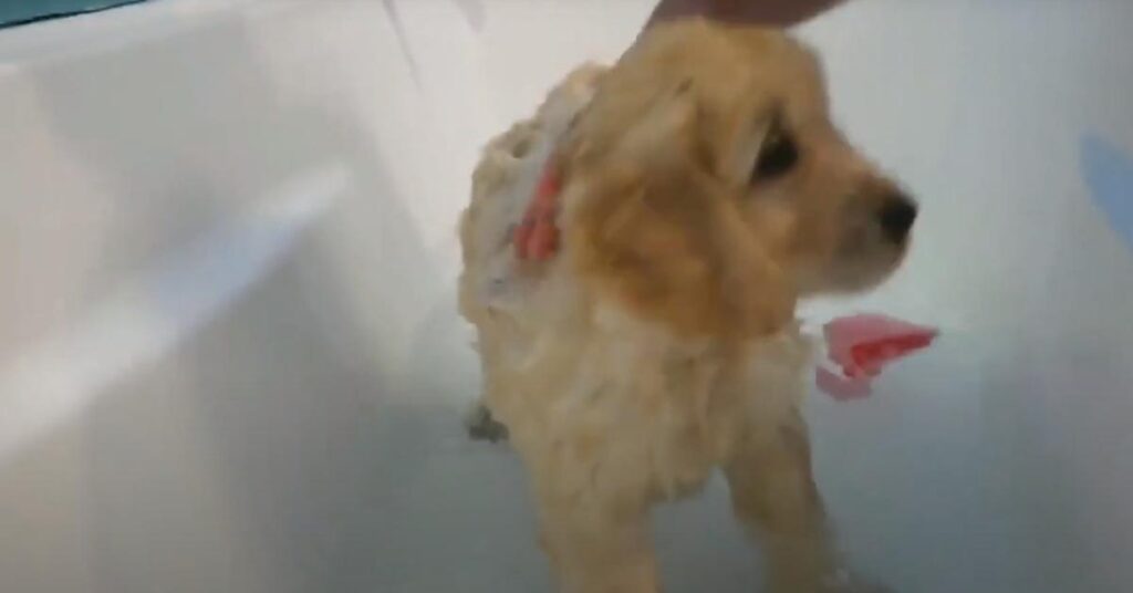 Cucciolo di Golden Retriever fa il bagno