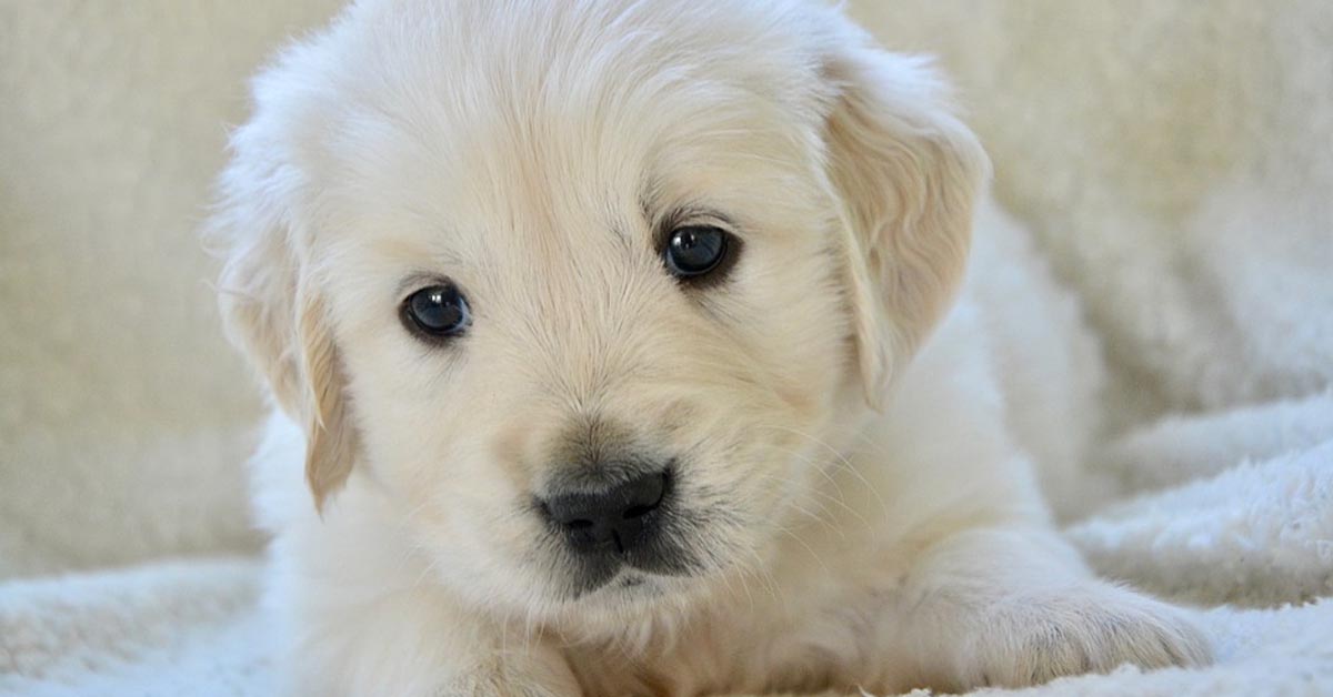 Il cucciolo di Golden Retriever non vuole che nessuno sposti la sua cuccia (video)