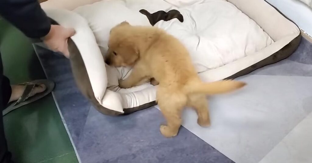 Cucciolo di Golden Retriever che gioca