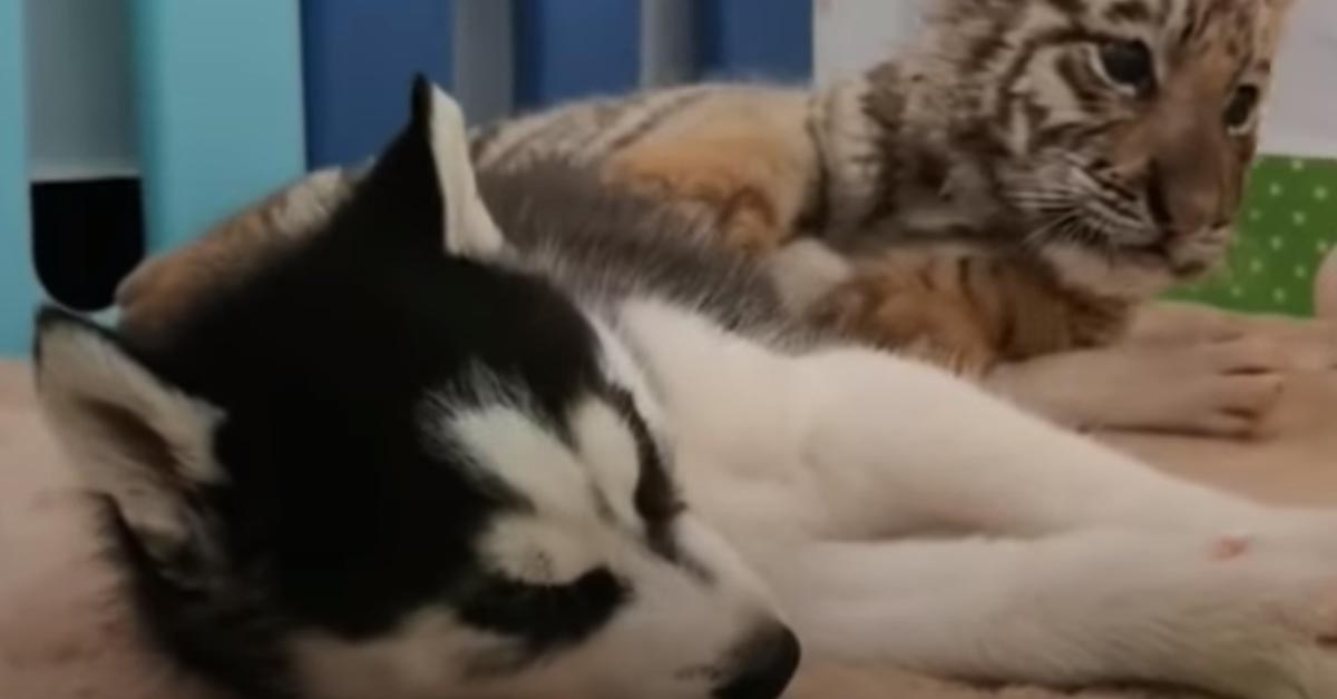 Il cucciolo di Husky incontra dei piccoli tigrotti e nasce una dolce amicizia (video)