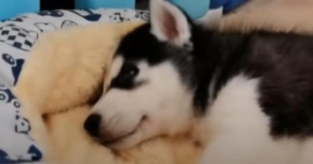 Cucciolo di Husky con un tigrotto