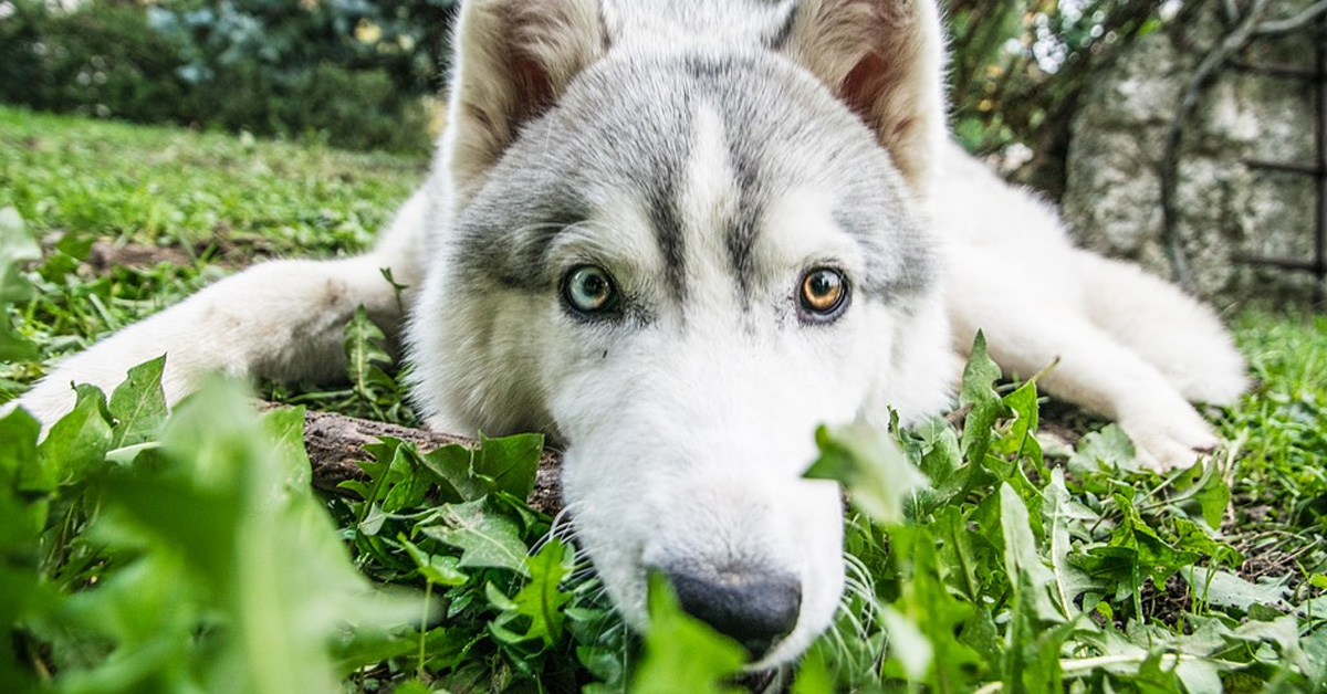 Il cucciolo di Husky non vuole che il padrone rifaccia il letto e il risultato è tutto da ridere (video)