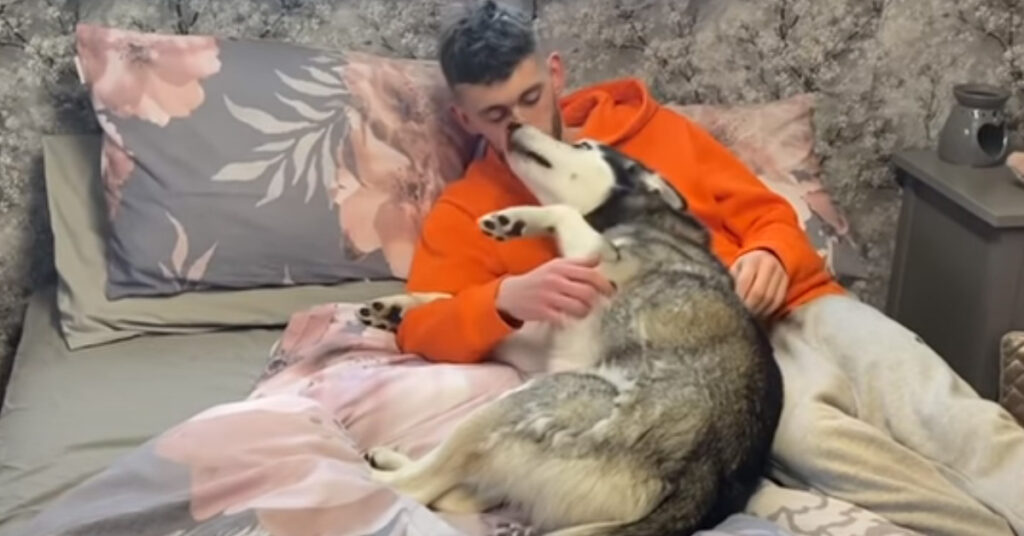 Husky con il proprietario