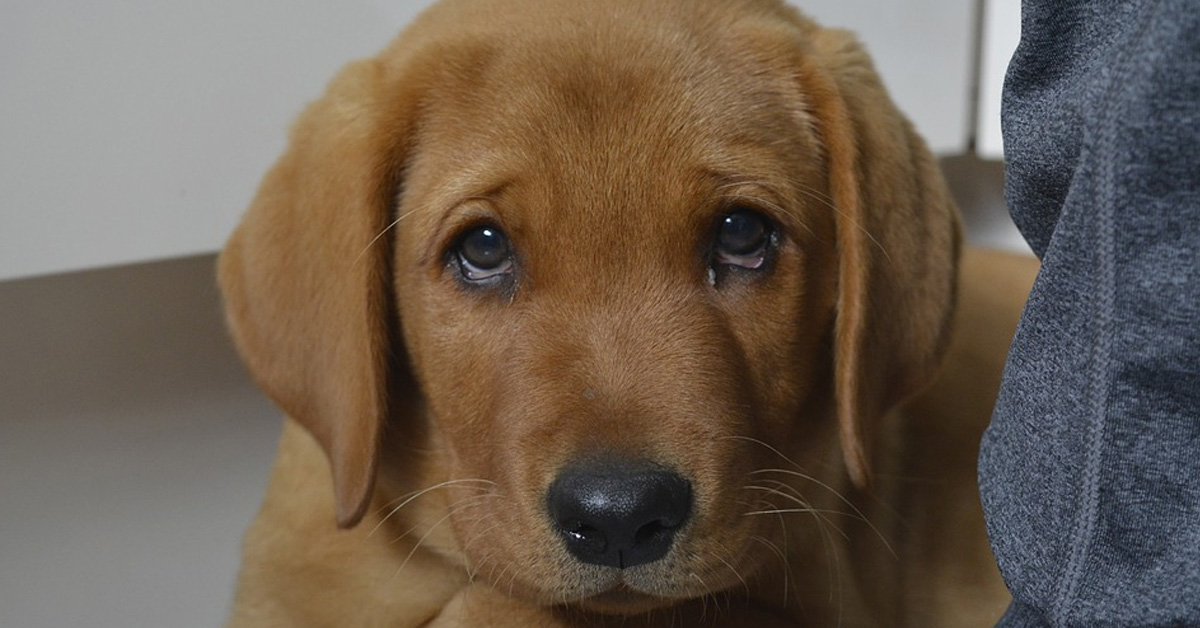 Il cucciolo di Labrador di 7 settimane cerca il coraggio per affrontare le scale e raggiungere il suo padrone (video)