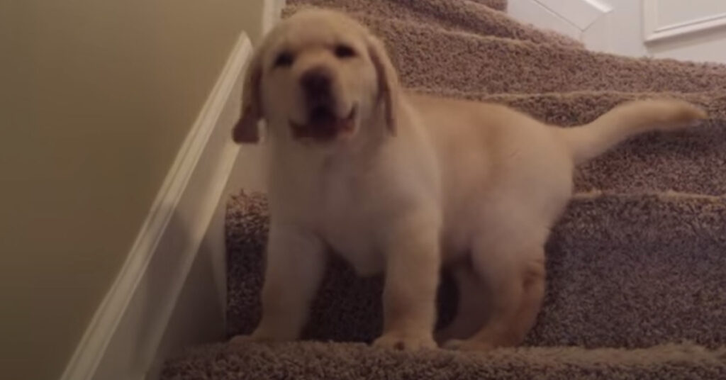 Cucciolo di Labrador che prova a scendere le scale