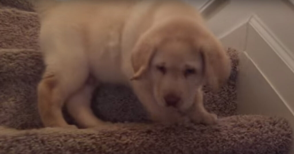 Cucciolo di Labrador che prova a scendere le scale