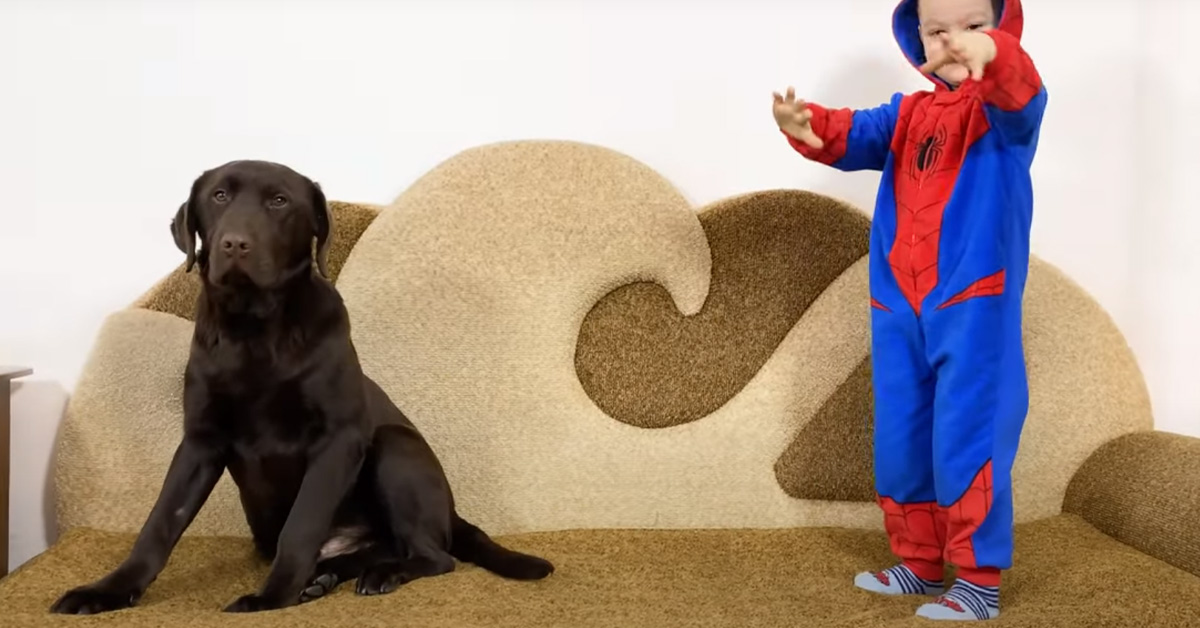 Il cucciolo di Labrador non si lascia intimorire dal suo amico bambino travestito da Spiderman (video)