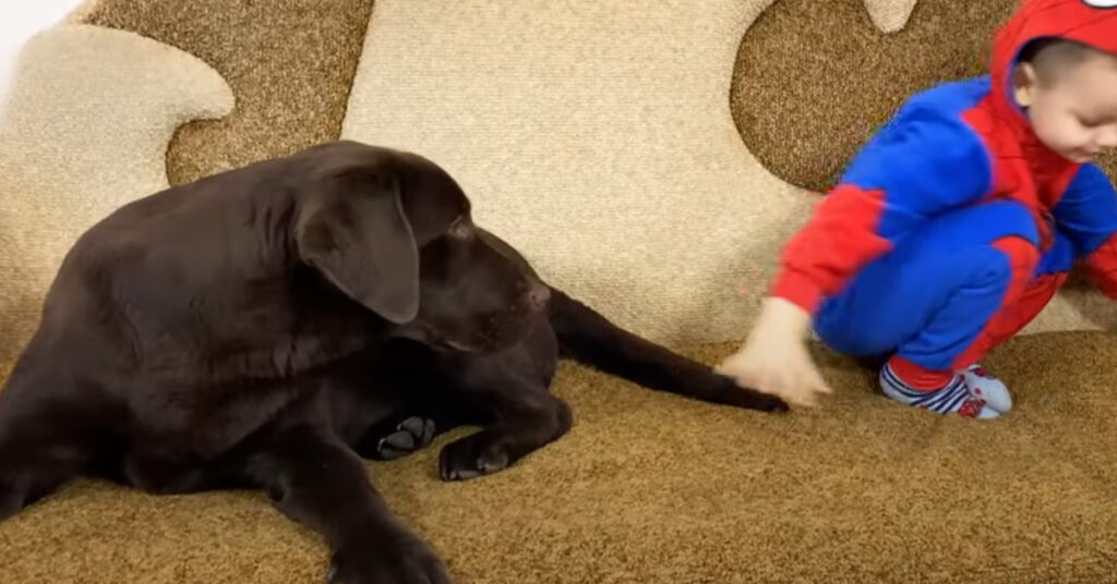 Cucciolo di Labrador con un bambino