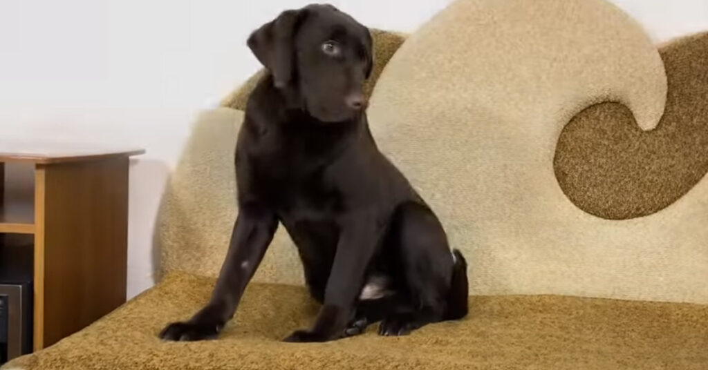 Cucciolo di Labrador che osserva