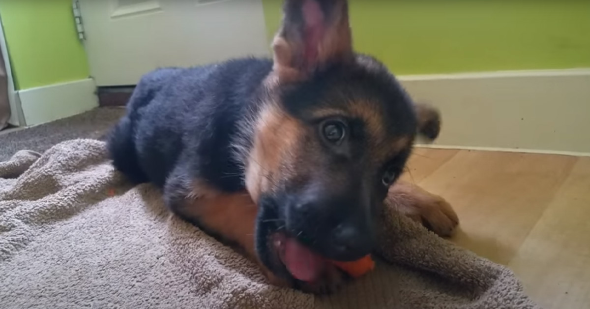 Il cucciolo di Pastore Tedesco che mangia la sua carota ha conquistato il web (video)