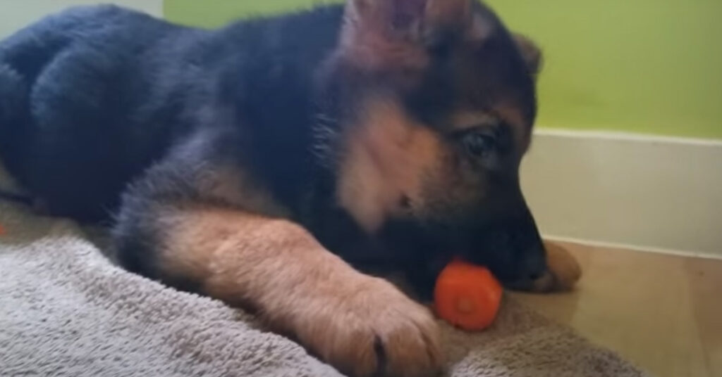 Cucciolo di Pastore Tedesco che mangia una carota