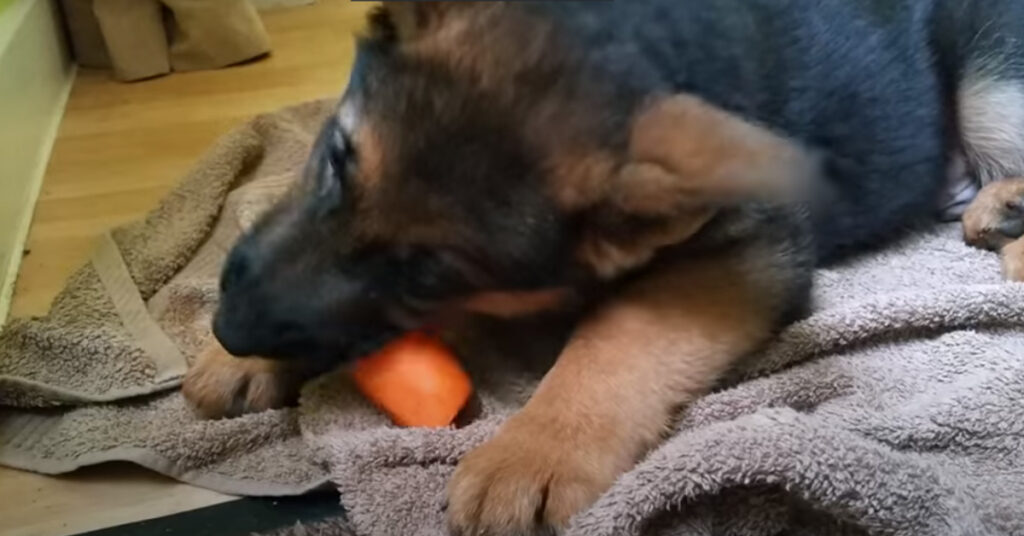 Cucciolo di Pastore Tedesco che mangia una carota