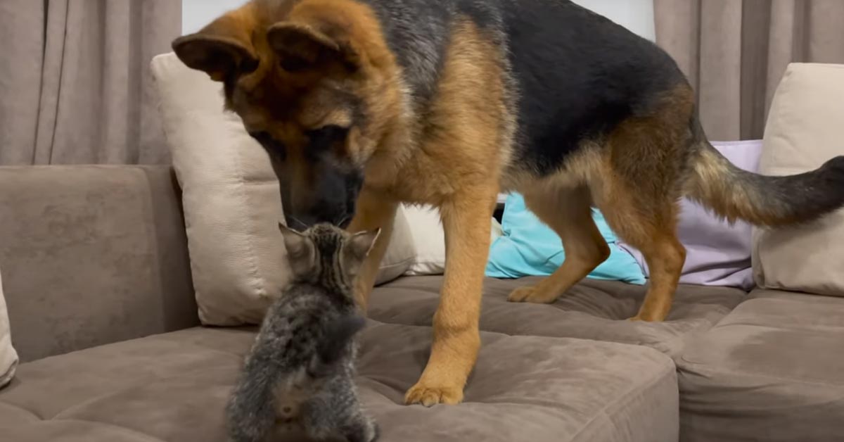 Il cucciolo di Pastore Tedesco non è convinto di voler conoscere il suo nuovo amico, un tenero gattino (video)