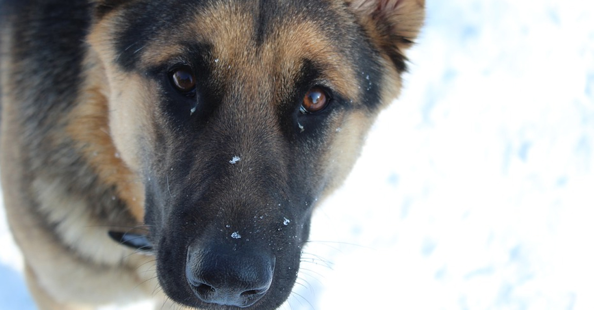 Il cucciolo di Pastore Tedesco vede la neve per la prima volta e la sua reazione è virale