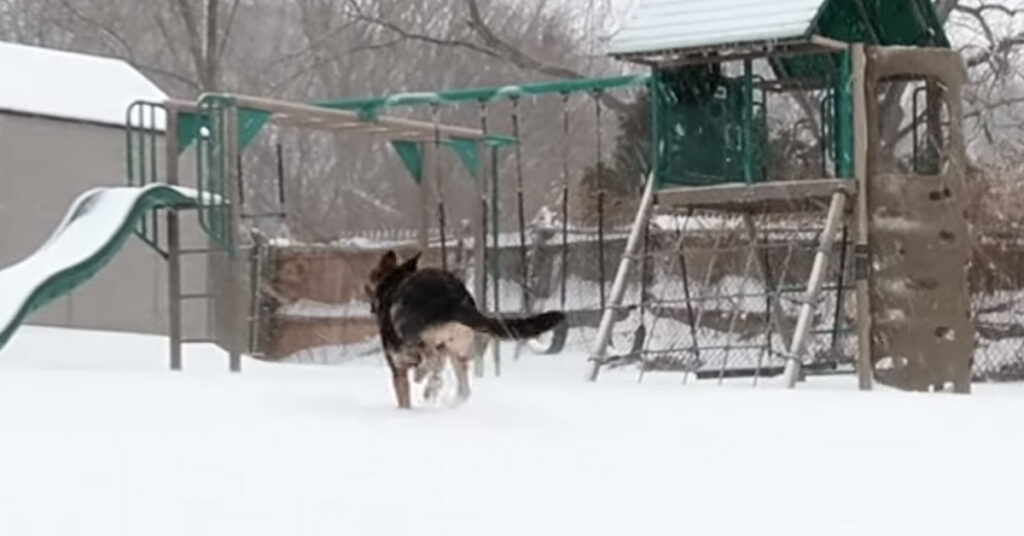 Pastore Tedesco nella neve