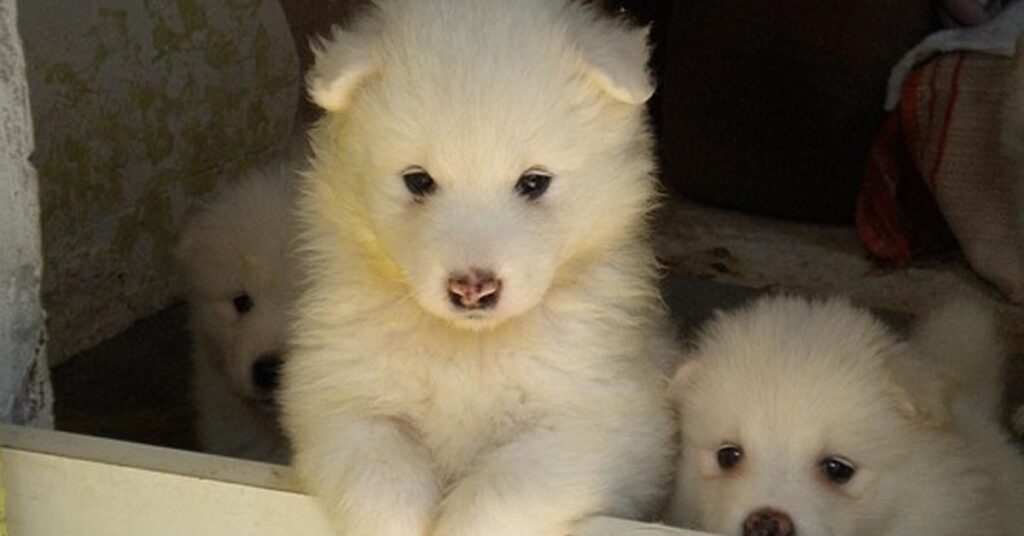 Cuccioli di Samoiedo che osservano