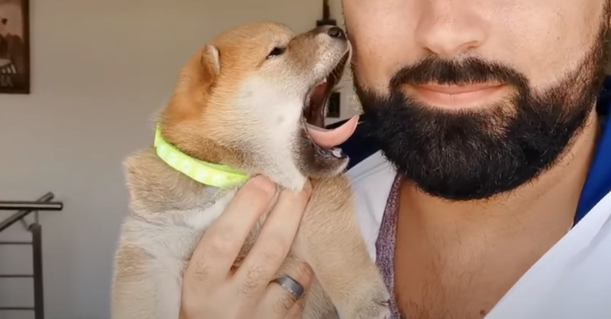 Il cucciolo di Shiba Inu assonnato fa gli sbadigli più teneri del mondo (video)