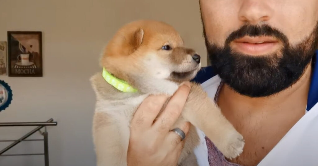 Cucciolo di Shiba Inu