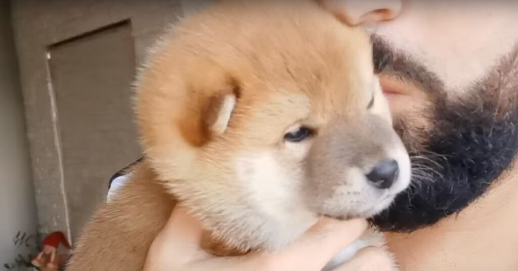 Cucciolo di Shiba Inu