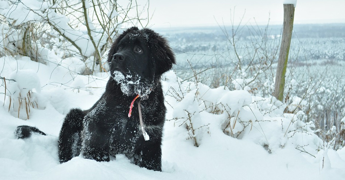 Il cucciolo di Terranova non riesce a trattenere l’entusiasmo di fronte alle carezze sulla pancia (video)