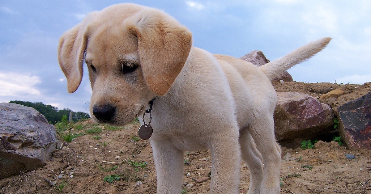 Il cucciolo di cane regala tanti bacini al suo padroncino (VIDEO)