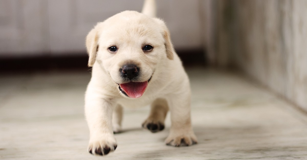 cucciolo di cane regala tanti bacini al suo padroncino