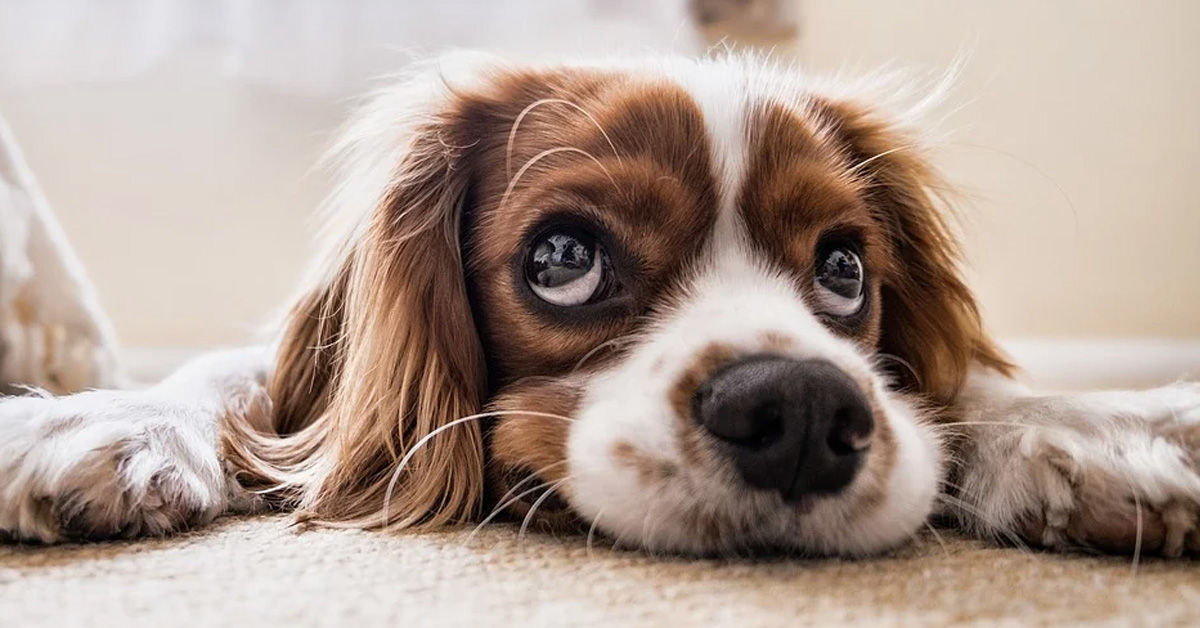 Il cucciolo di cane si emoziona guardando “Io e Marley” alla tv (video)