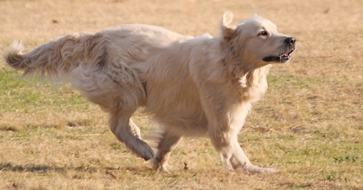 I due Golden Retriever rivedono la loro padrona dopo 6 mesi e il momento è magico (video)