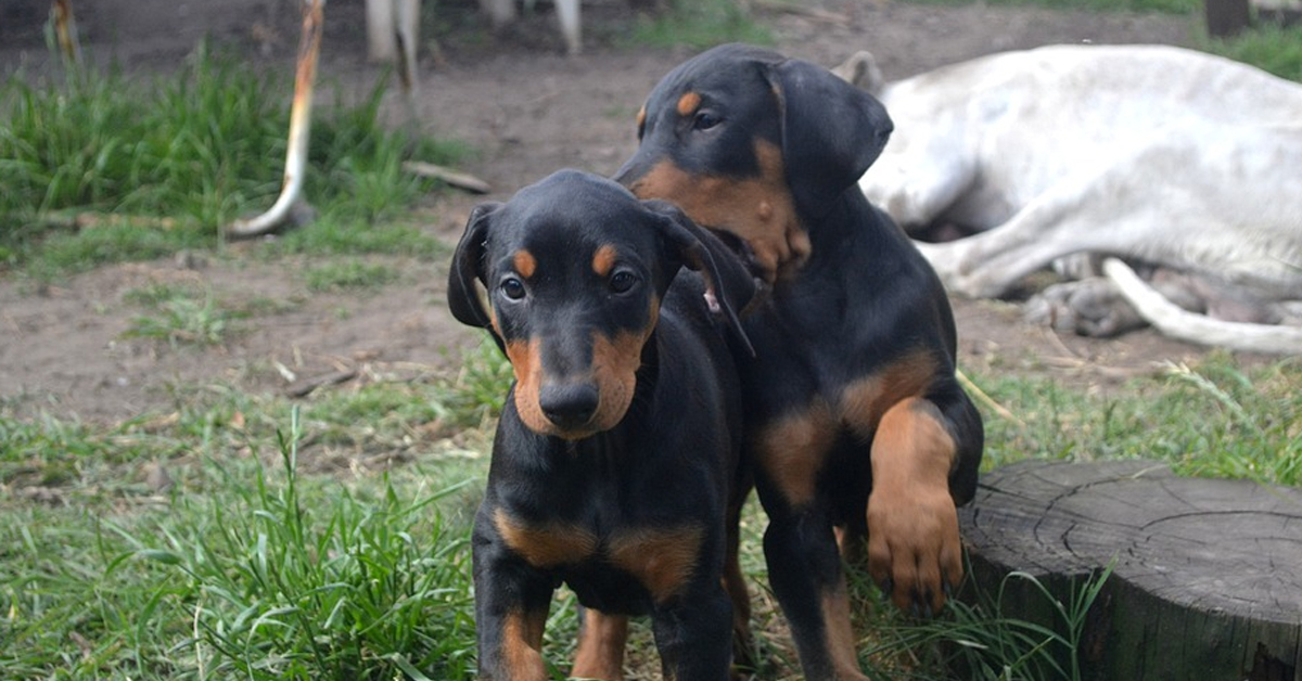 Il papà Dobermann gioca con il suo cucciolo, rendendosi protagonista di un momento molto tenero (video)