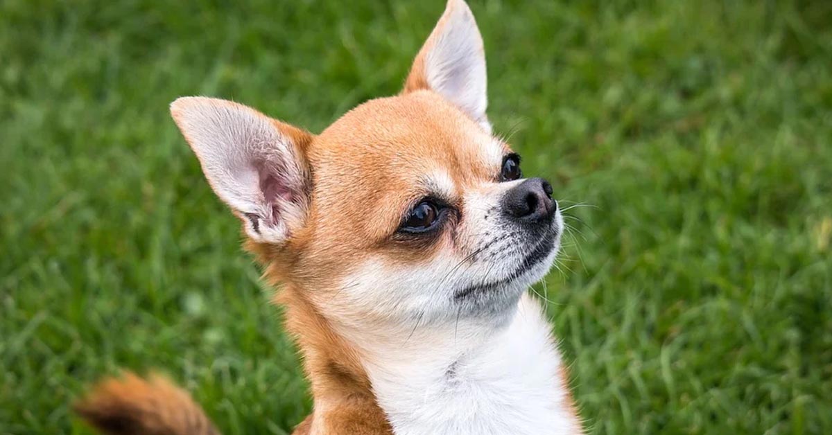 Il piccolo Chihuahua protegge i gattini dalla curiosità di un cucciolo di cane (video)