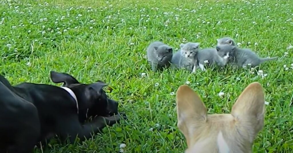 Cani che giocano con dei gatti