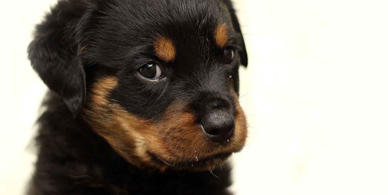 Il primo giorno del cucciolo di Rottweiler nella sua nuova casa (VIDEO)