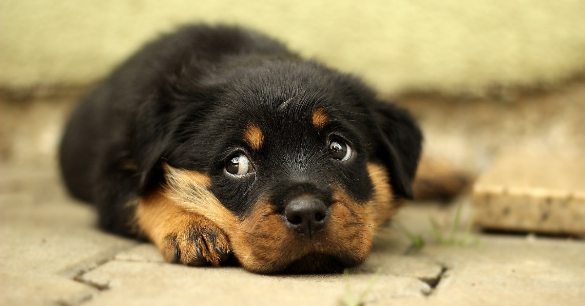 cucciolo di Rottweiler nella sua nuova casa