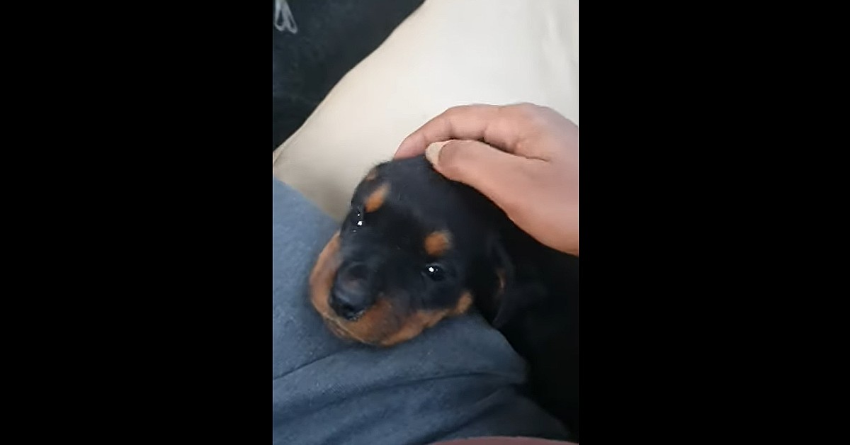 cucciolo di Rottweiler nella sua nuova casa