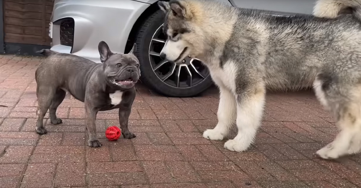 Il primo incontro tra un cucciolo di Bulldog e un Alaskan Malamute che ha conquistato il web (video)