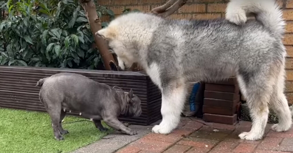 Cucciolo di Bulldog con un Alaskan Malamute