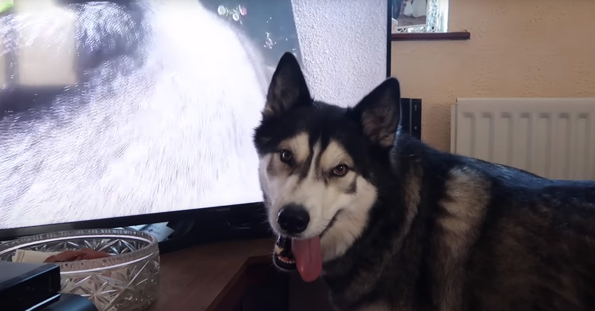 Il simpatico Husky star del web si riconosce in tv e la sua reazione è tutta da ridere (video)