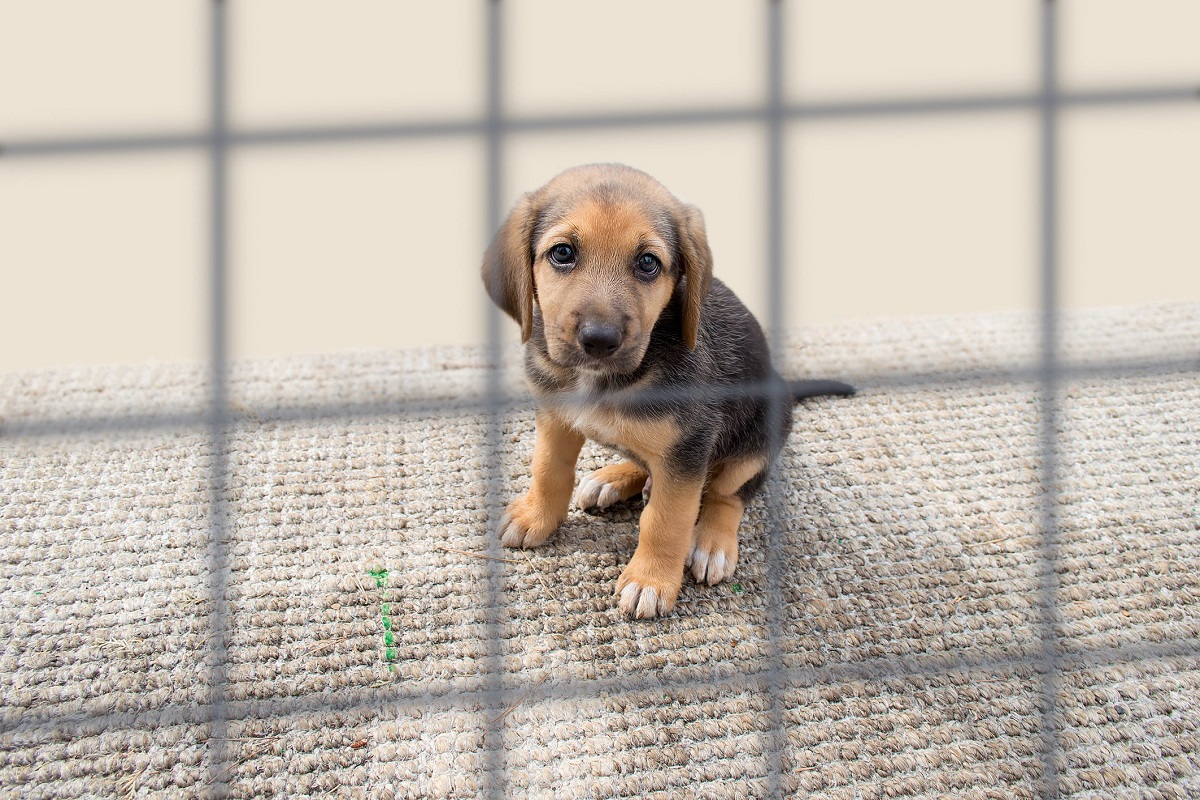 cucciolo di cane in gabbia