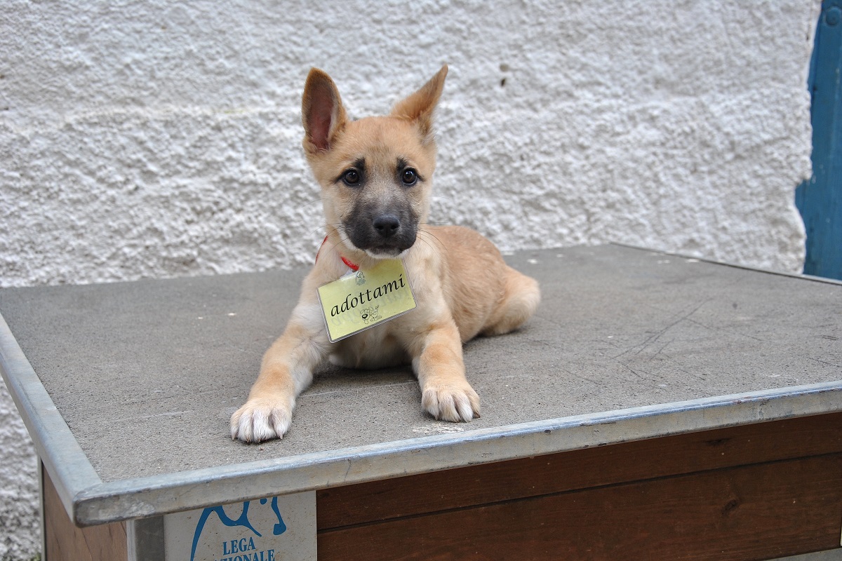 cucciolo di cane in adozione