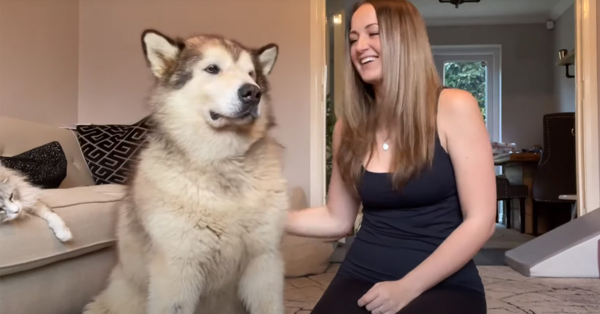 I teneri Alaskan Malamute si sentono ignorati e la loro reazione è tutta da ridere (video)