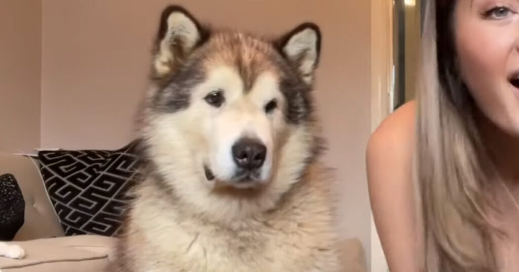 Alaskan Malamute con la sua proprietaria