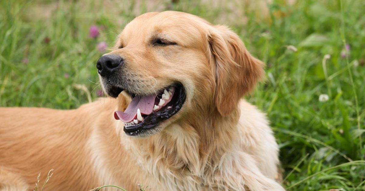 Il tenero Golden Retriever non vuole lasciare andare la sua “amica” copertina (video)