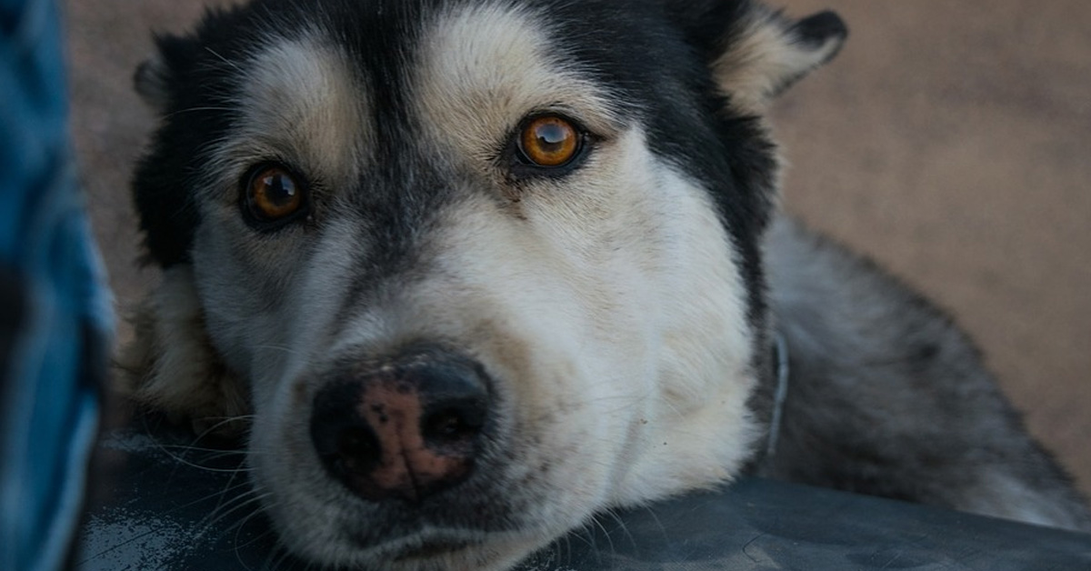 Il tenero Husky è molto dispiaciuto che il suo fratellino sia andato dal veterinario (video)