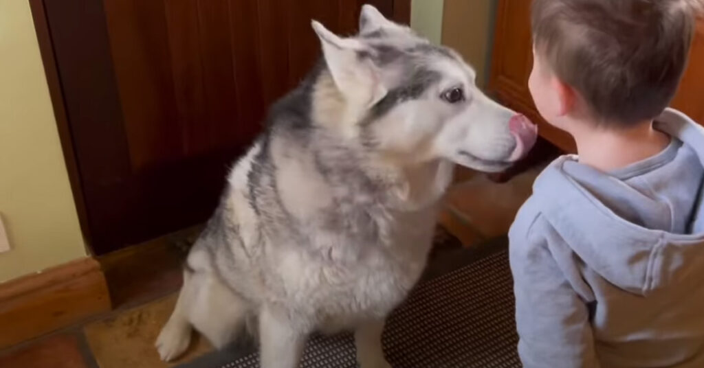 Husky con un bambino