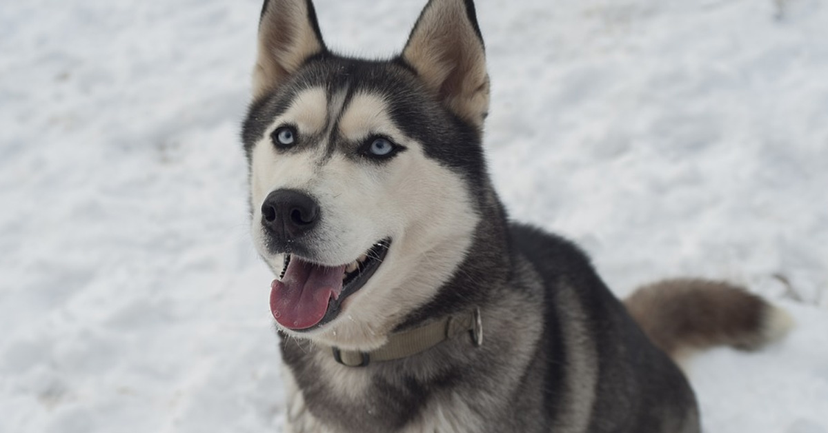 Il tenero Husky incontra per la prima volta la sua sorellina appena nata e il momento è magico (video)