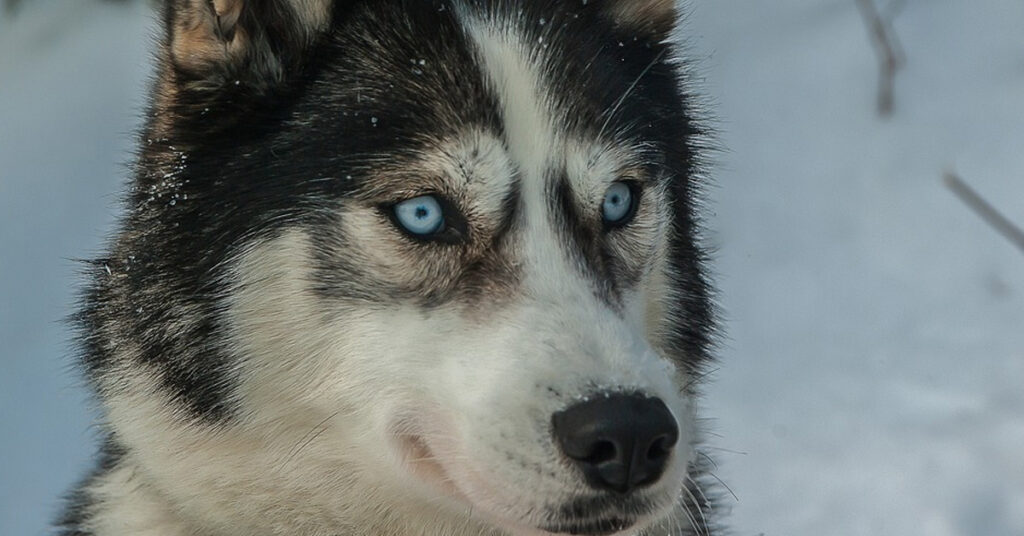 Husky che osserva