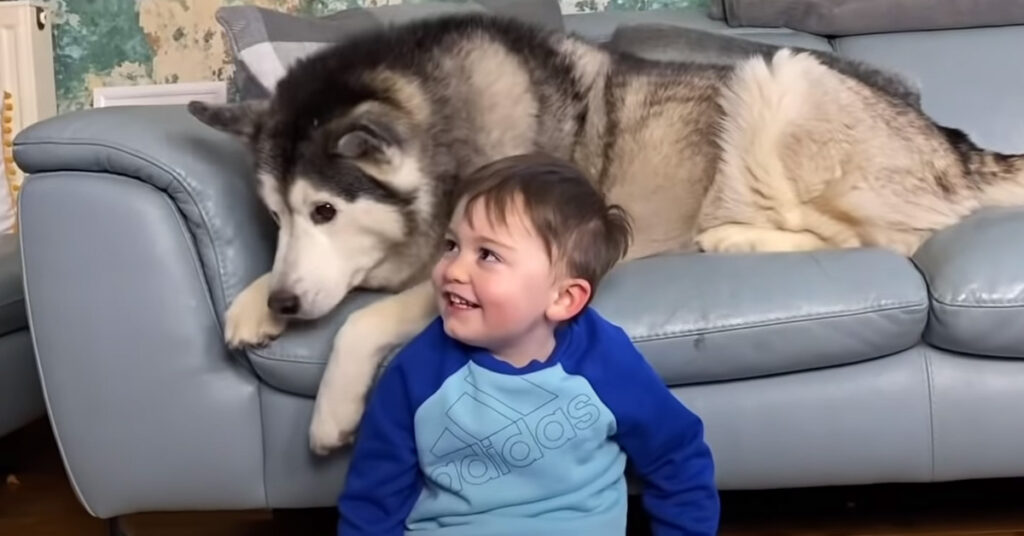 Husky con un bambino