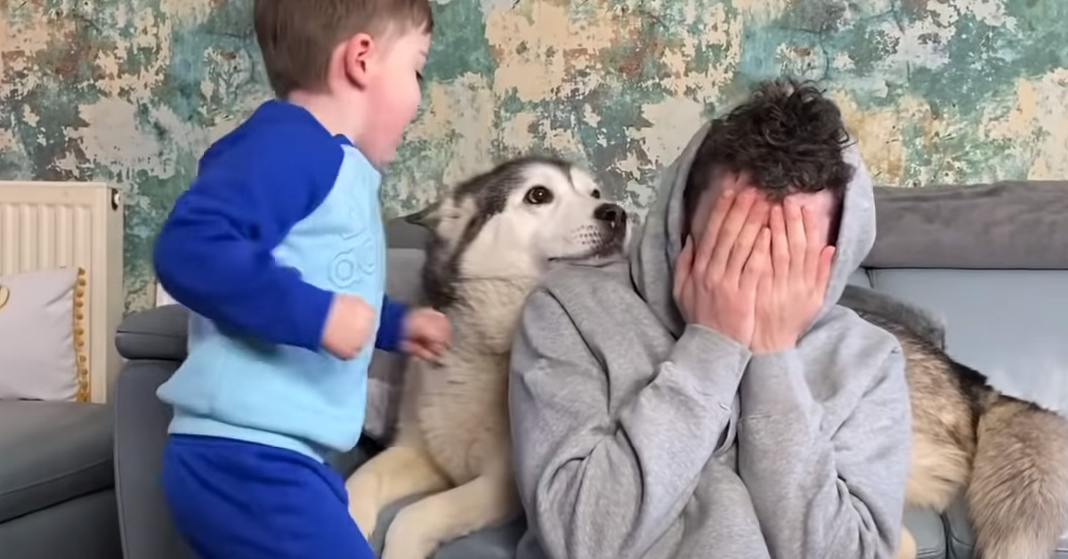 Il tenero Husky protegge il suo padrone che finge di essere ferito (video)