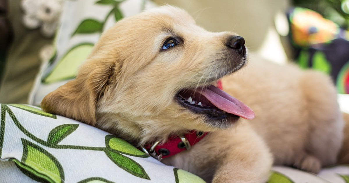 Il tenero cucciolo di Golden Retriever non riesce proprio a salire sul divano (video)
